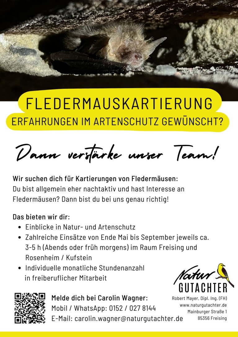 20250318 Jobaushang Kartierhelfer Fledermaus