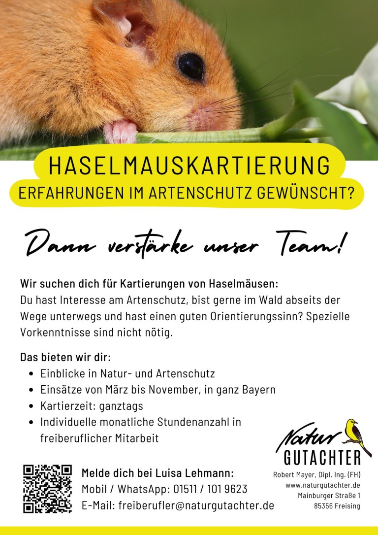 20250318 Jobaushang Kartierhelfer Haselmaus