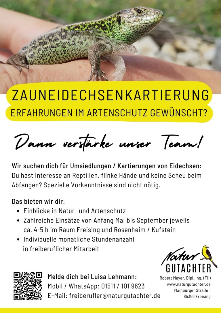 20250318 Jobaushang Kartierhelfer Zauneidechse