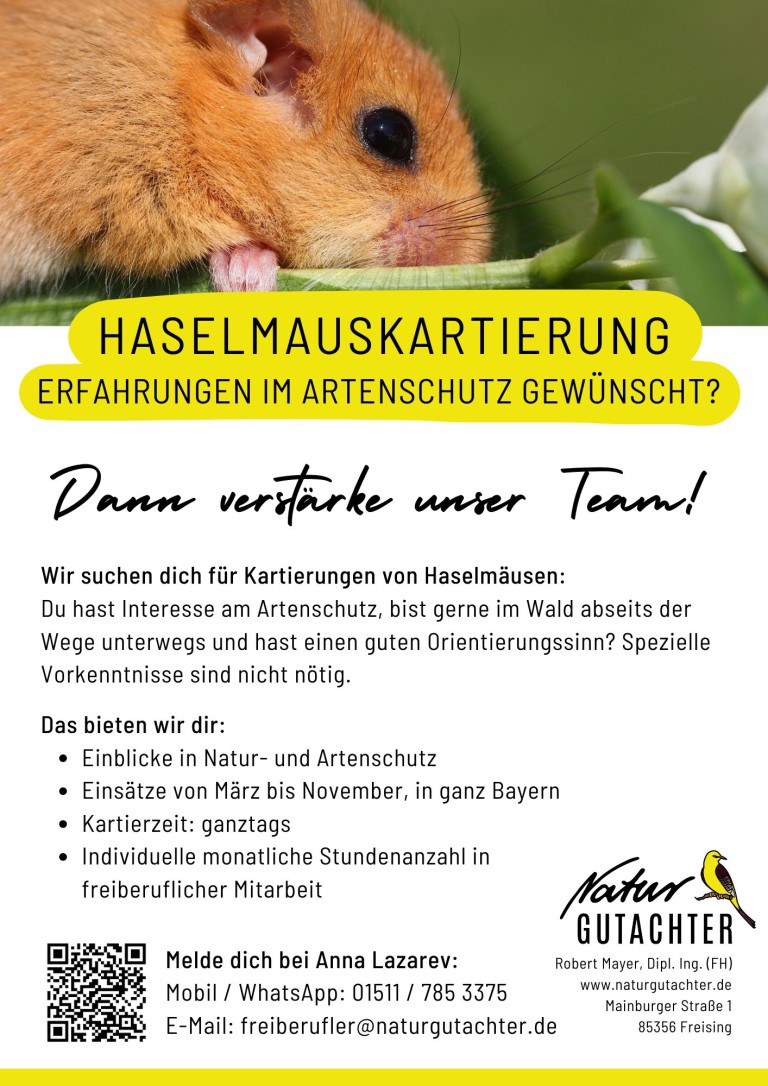 20250728_Jobaushang_Kartierhelfer_Haselmaus_TS