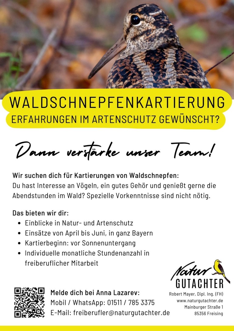 20250728_Jobaushang_Kartierhelfer_Waldschnepfe_TS