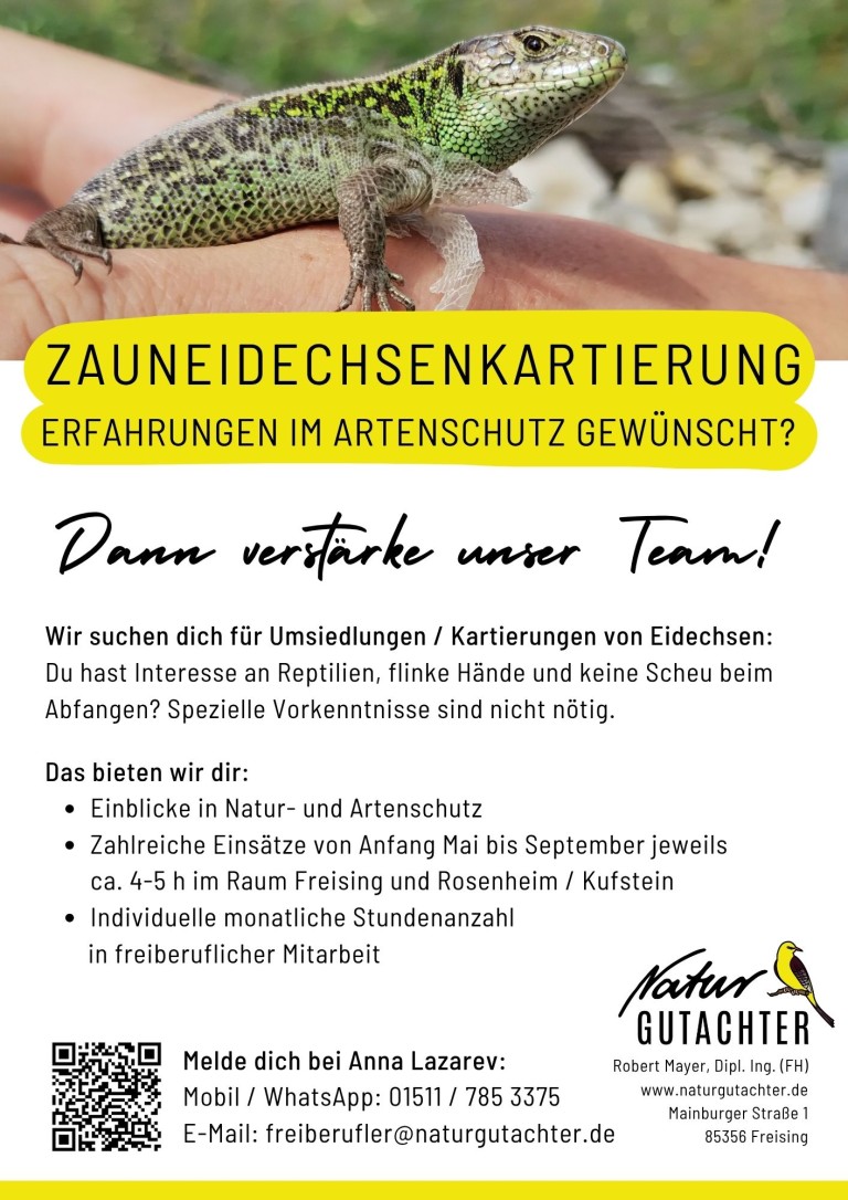 20250728_Jobaushang_Kartierhelfer_Zauneidechse_TS