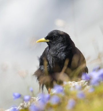 Alpendohle2 neu.GenV1